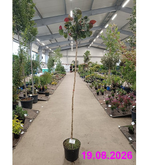 Corylus avellana 'Rode Zellernoot' C 10 L